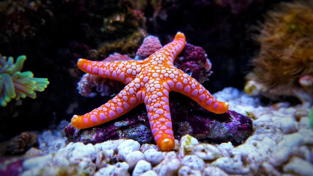How corals, starfish build their “skeleton”