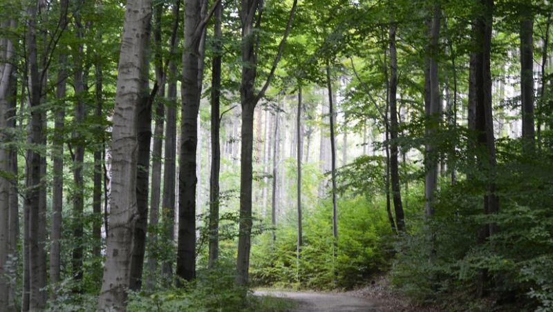 Turning Barren Lands into Forests Won’t Cool Planet