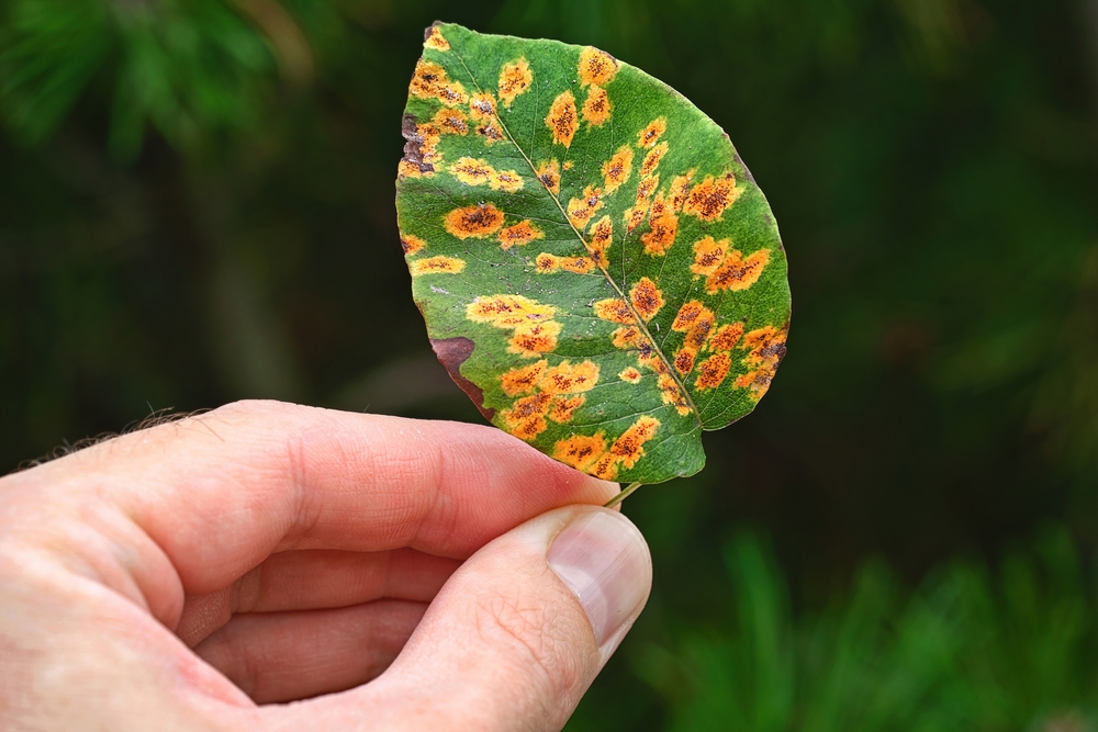 Technion researchers discover plant-based compound that kills harmful fungi